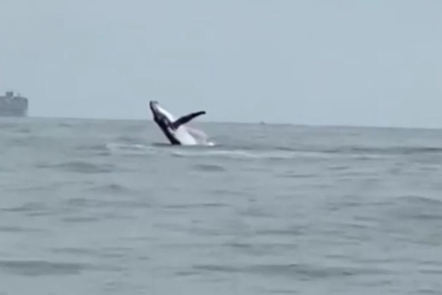 Priscila Fanti/Arquivo pessoal