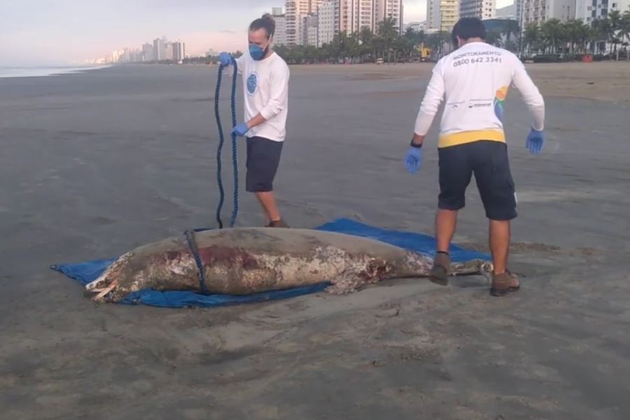 Golfinho é encontrado morto e em decomposição na orla de Praia Grande