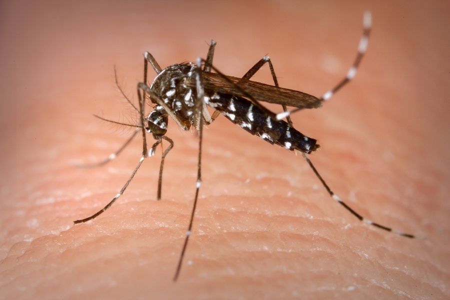 Itanhém cria site para combater focos do Aedes Aegypti