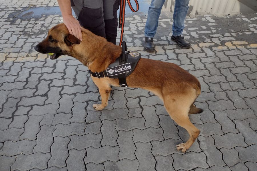 PF e Receita Federal apreendem 137 kg de cocaína no Porto; ação é a 2ª em dois dias