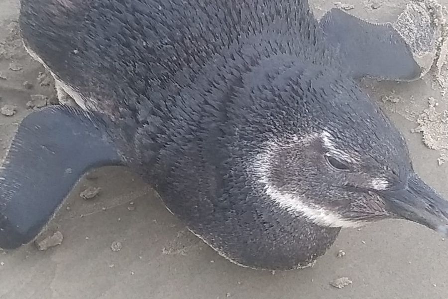 Pinguim encontrado em Praia Grande