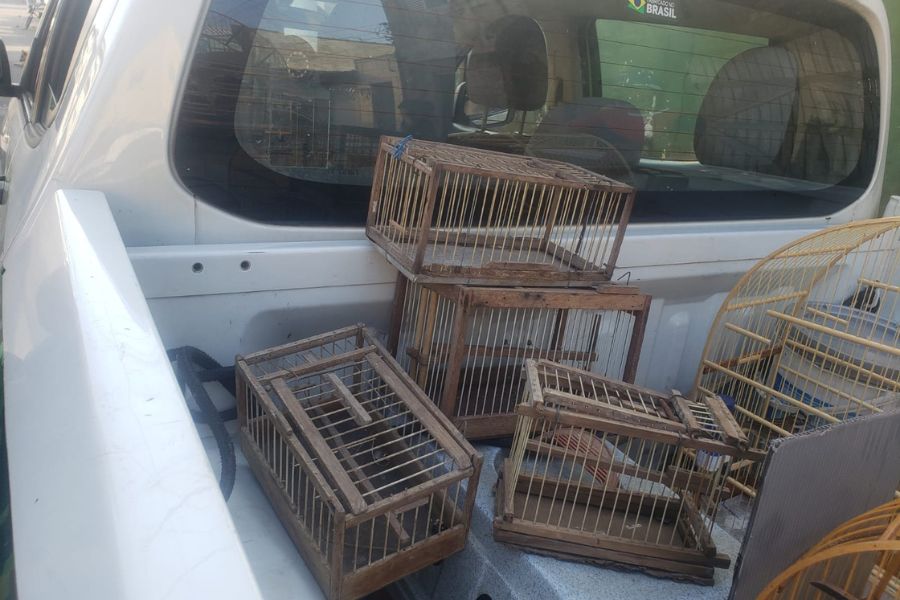 Dez pássaros silvestres são resgatados de cativeiro em Praia Grande