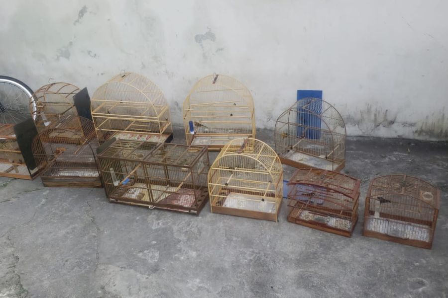 Dez pássaros silvestres são resgatados de cativeiro em Praia Grande