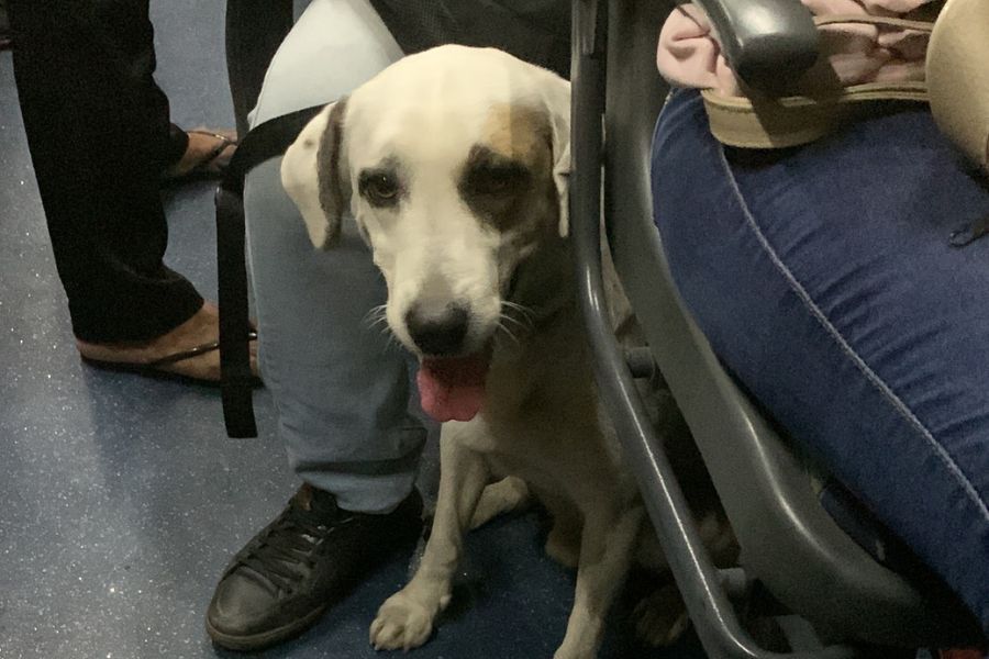 Cachorro fica perdido em ônibus da Baixada Santista