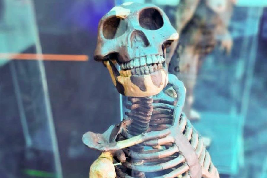 Shopping de Santos recebe exposição sobre a evolução humana