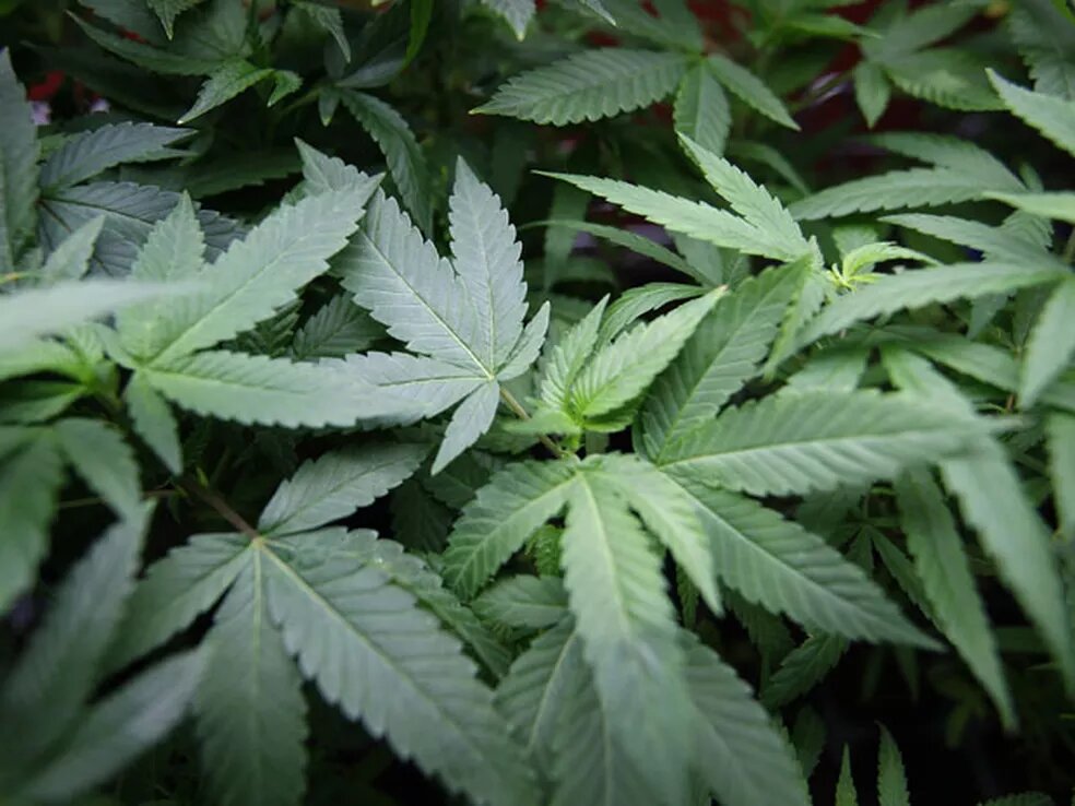 Anvisa esclarece: produto de cannabis não pode ser vendido por delivery