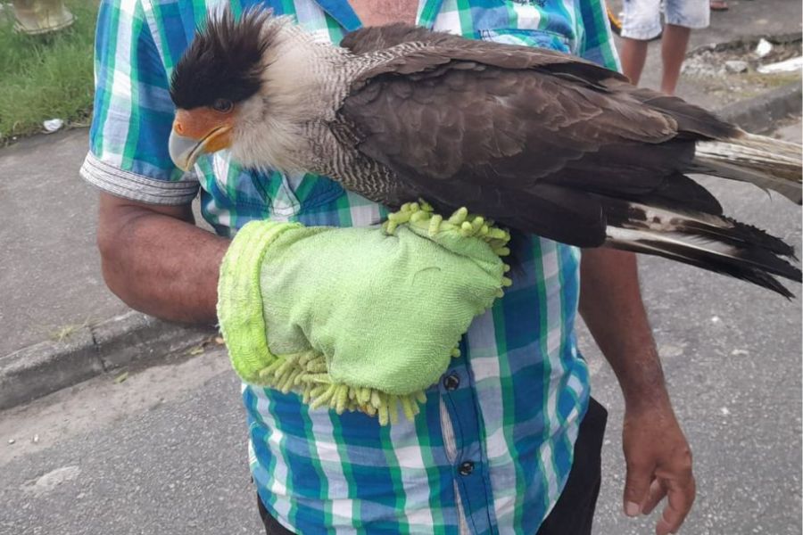 GCM Ambiental resgata gavião carcará na Vila Nova São Vicente