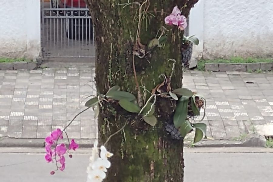 Moradores de Santos denunciam ladrão de orquídeas com vídeos nas redes sociais
