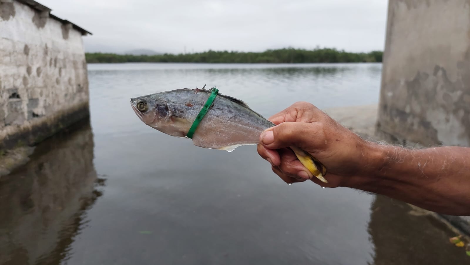 Pescadores encontram peixe que “cresceu” com lacre preso ao corpo 