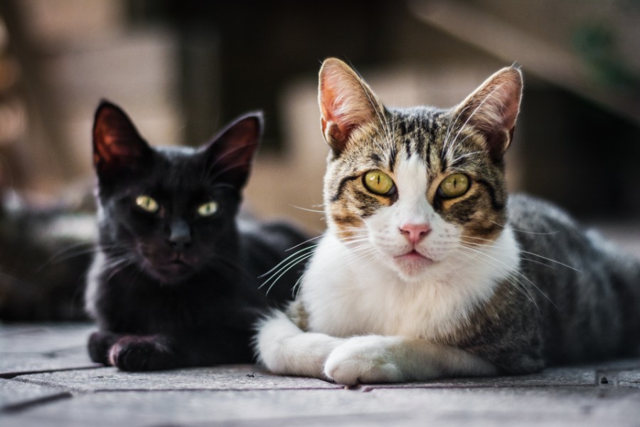 Guia prático e sustentável: cuidados com a caixa de areia para gatos