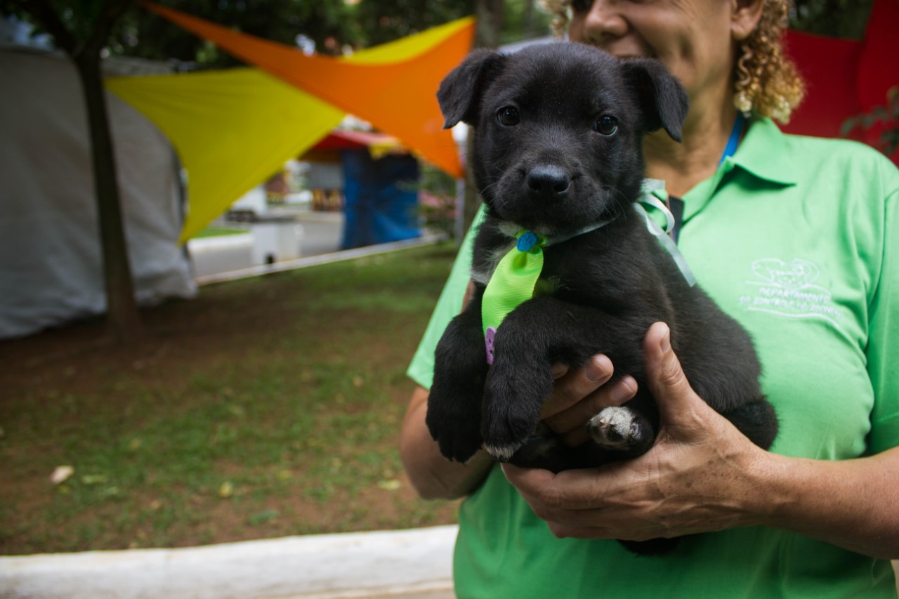 “Feira de Adoção de Cães e Gatos” encontra um novo lar para quatro pets