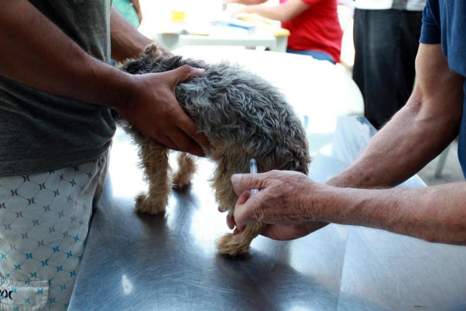 Santos inicia vacinação de cães e gatos contra doenças virais  