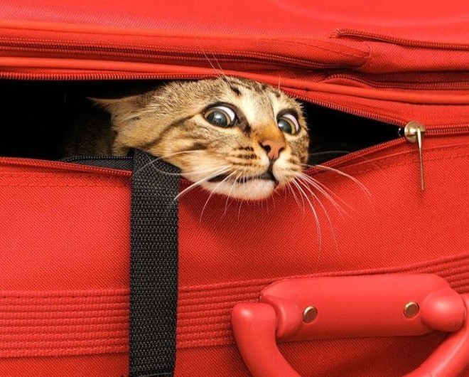 Azul impede voo de gato após dona cumprir exigências e é condenada por dano moral