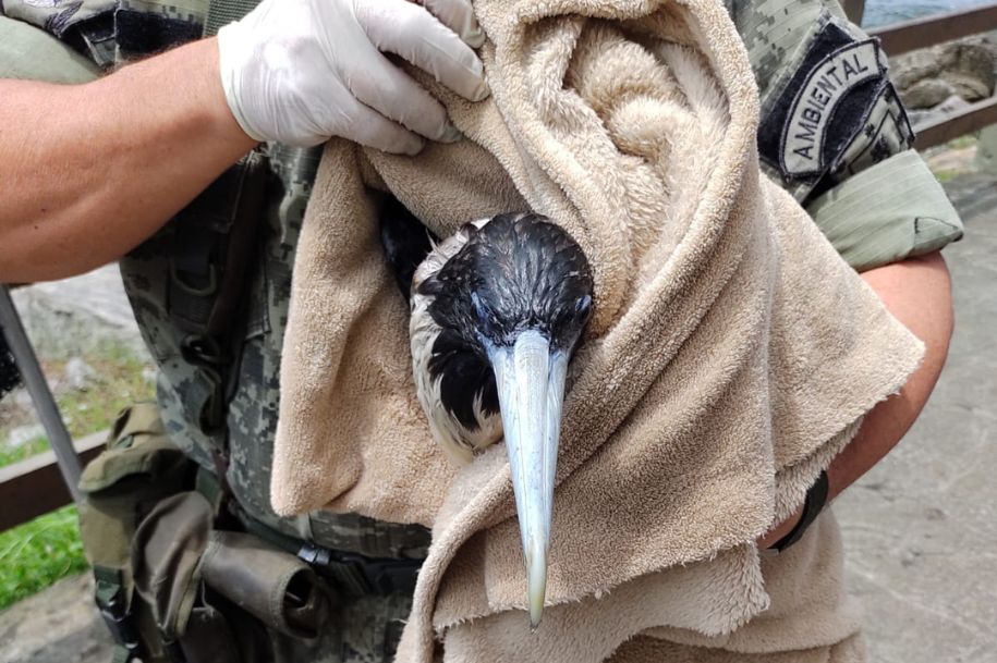 Divulgação/Prefeitura de São Vicente