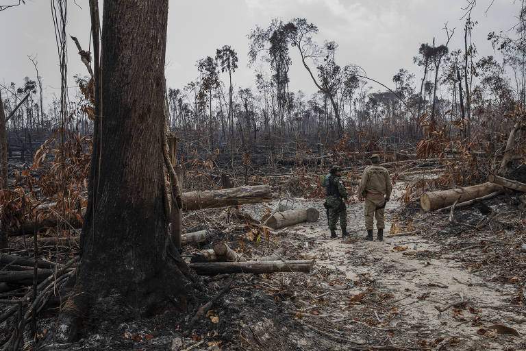 Bolsonaro avança em votos nas cidades campeãs de desmatamento na Amazônia