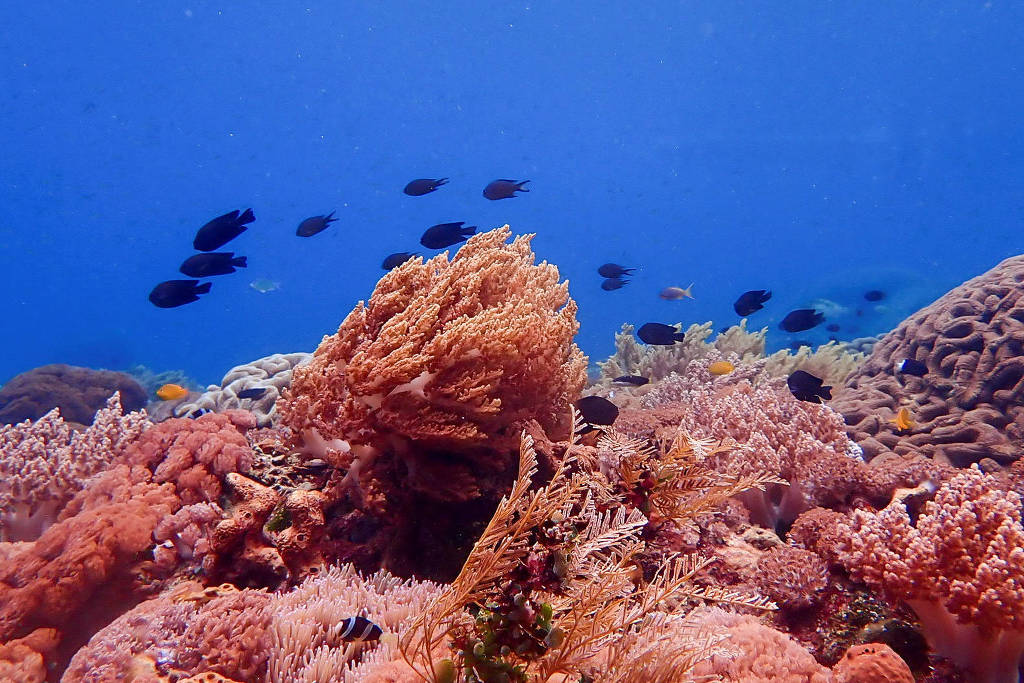 No melhor futuro climático, mais de 60% dos corais estarão ameaçados até 2100