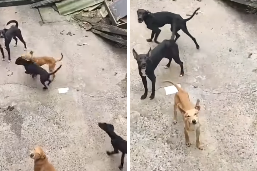 Reprodução/PG no Grau