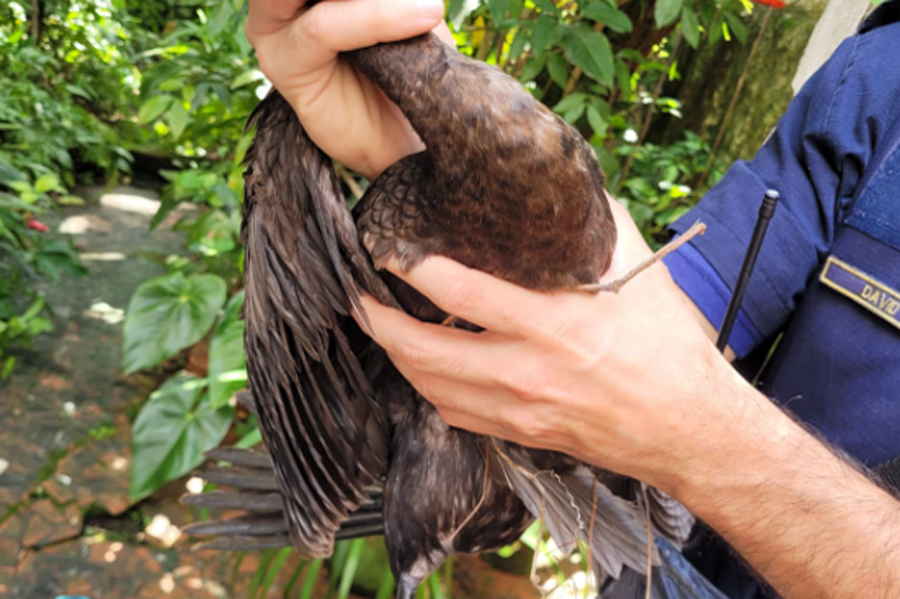 Divulgação/Prefeitura de Santos