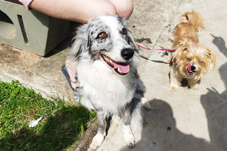 Divulgação/Prefeitura de Santos