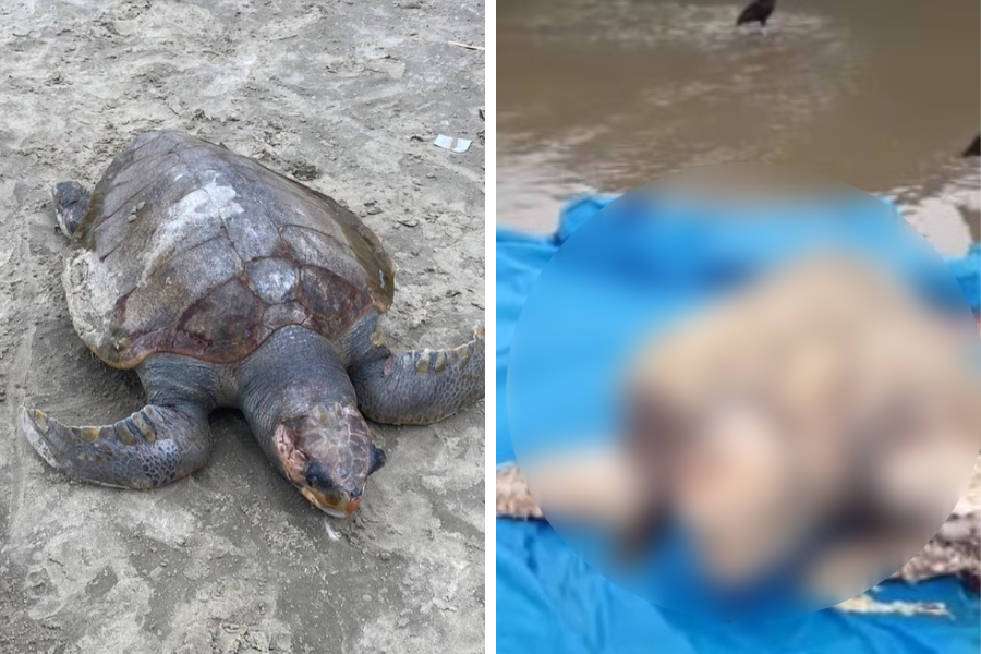 Reprodução/Praia Grande Mil Grau