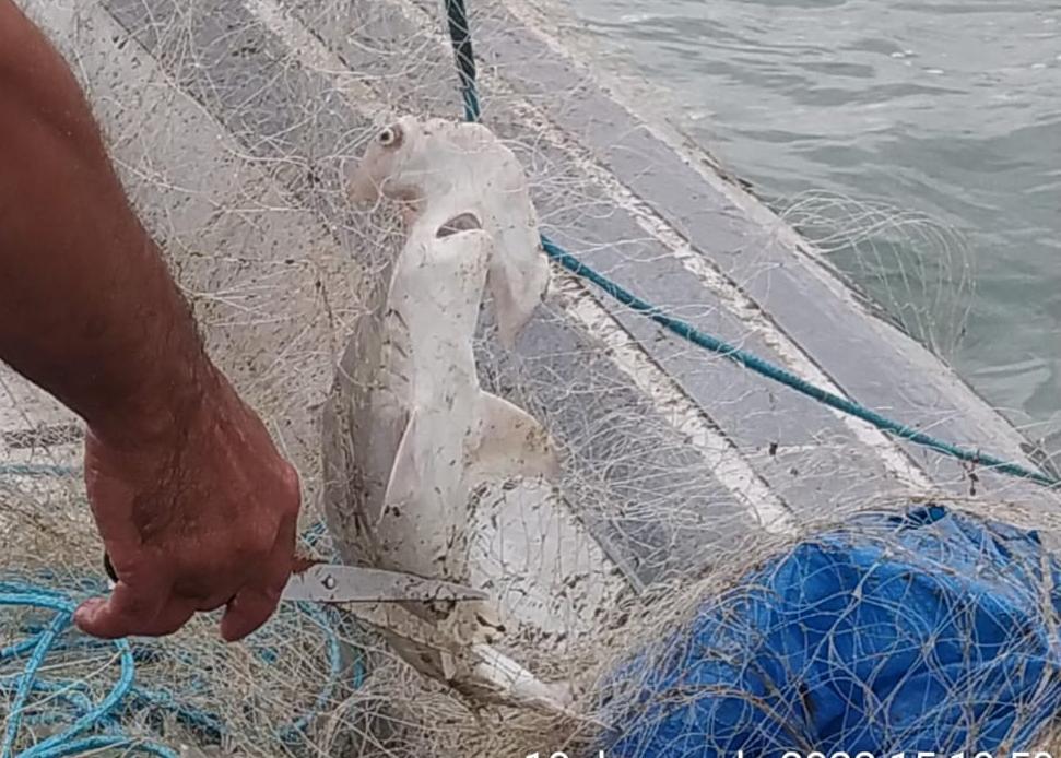 Divulgação/Polícia Militar Ambiental Marítima