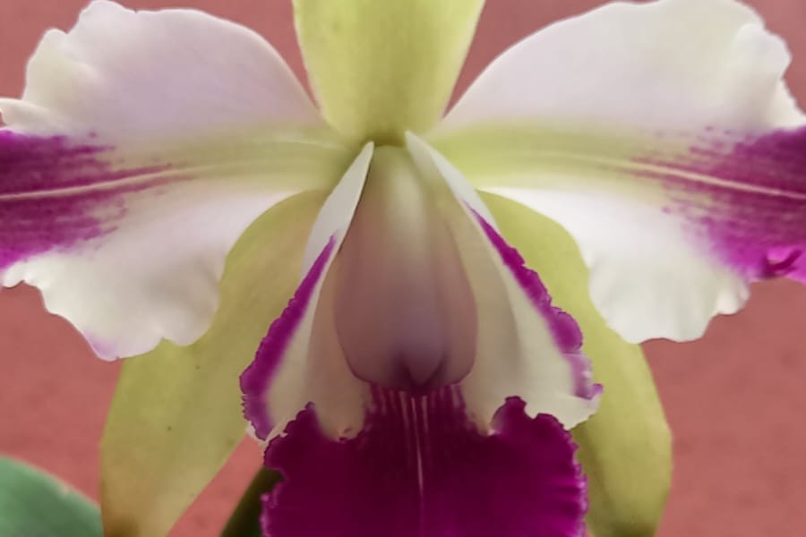 Divulgação/Prefeitura de Santos