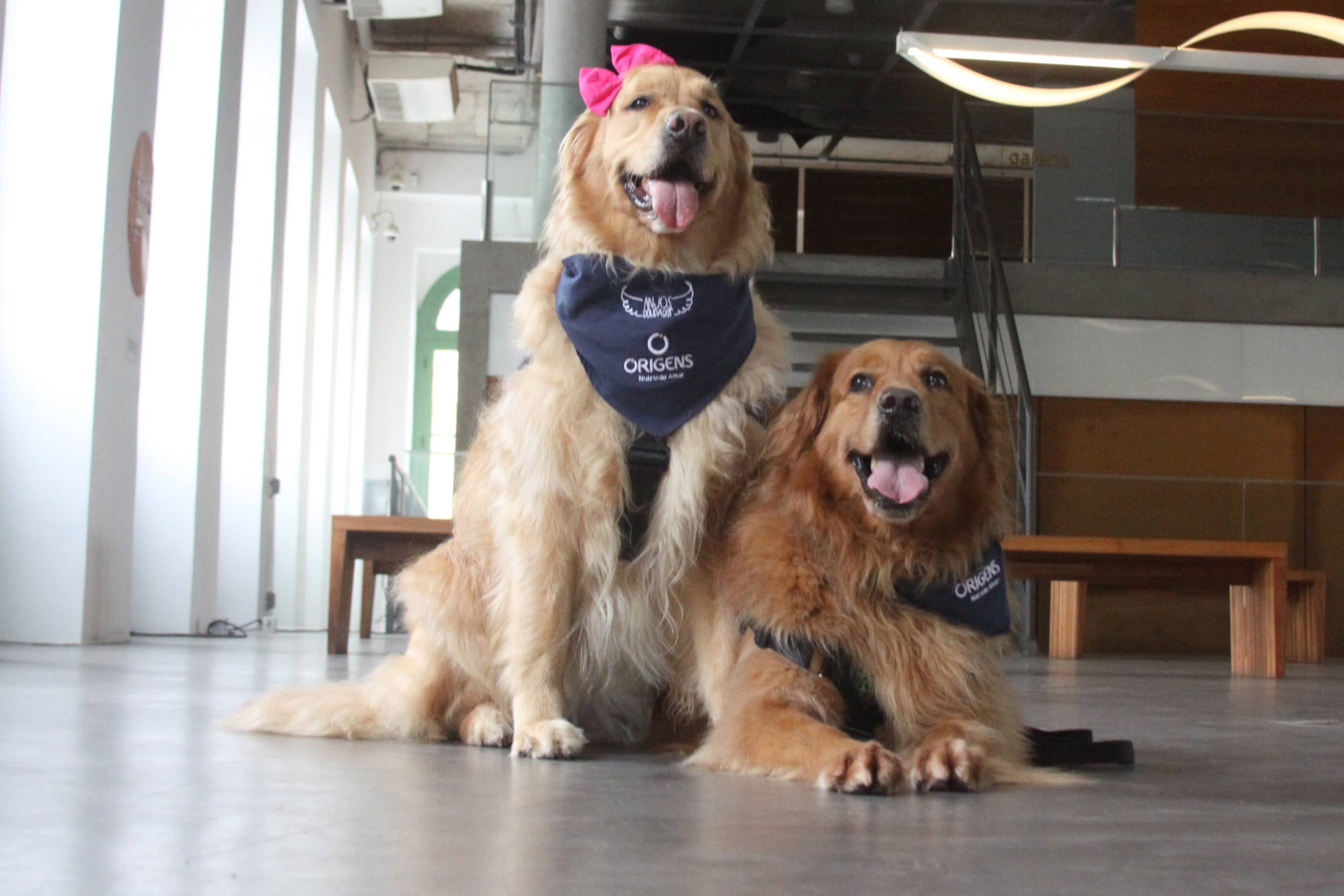 Carlos Nogueira/Prefeitura de Santos 