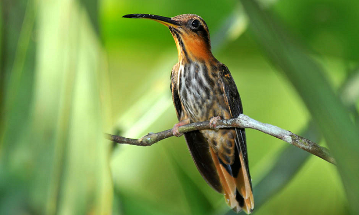 Rudimar Narciso Cipriani