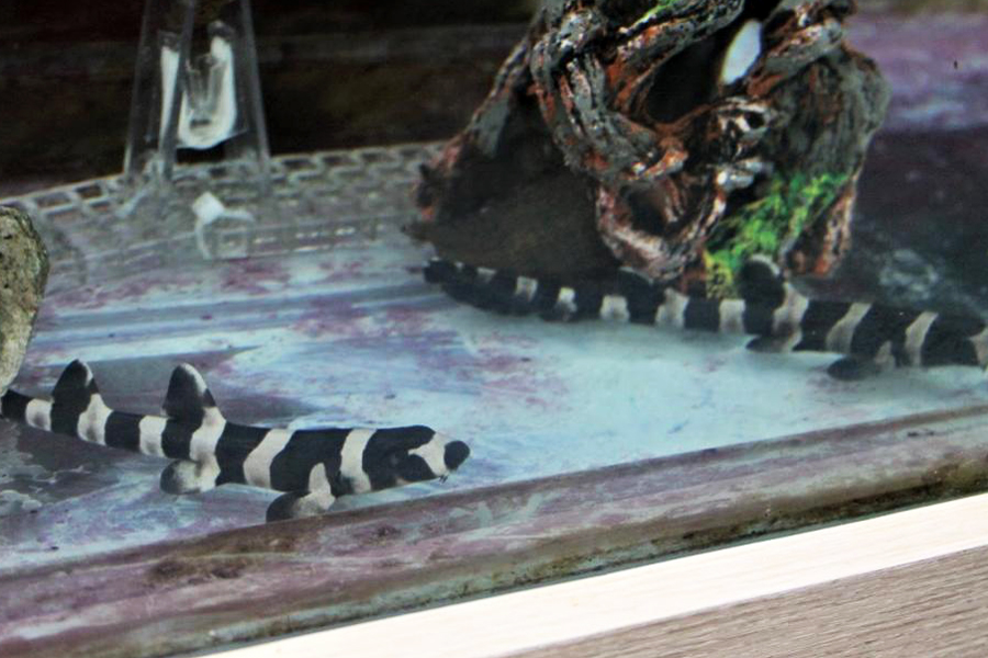 Carlos Nogueira/Divulgação Prefeitura de Santos