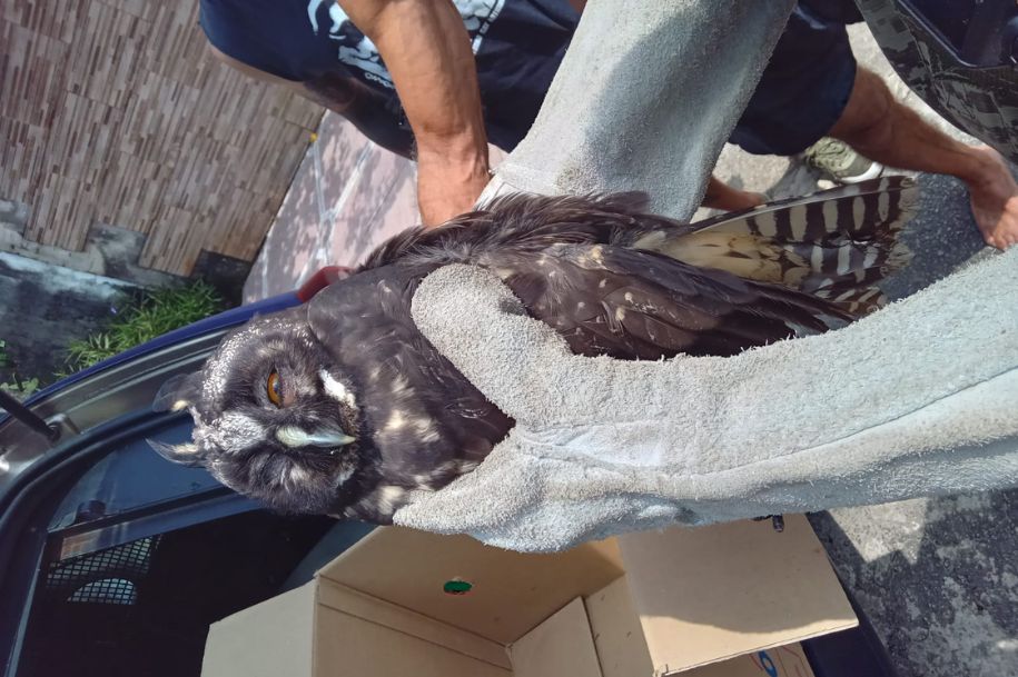 Divulgação/Prefeitura de São Vicente