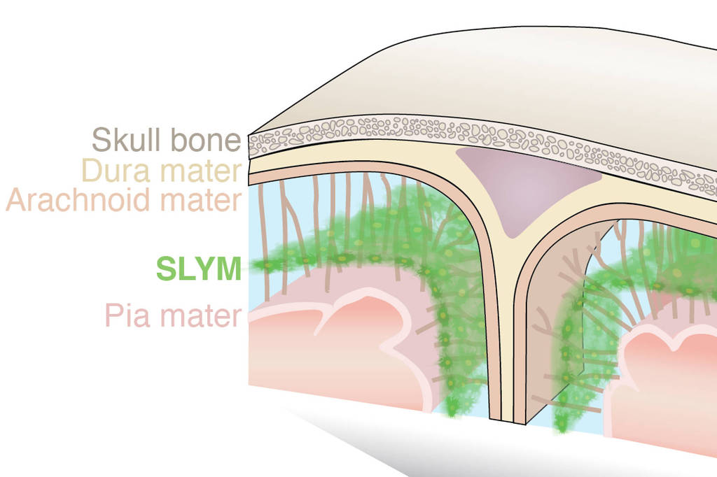Divulgação/Universidade de Copenhague