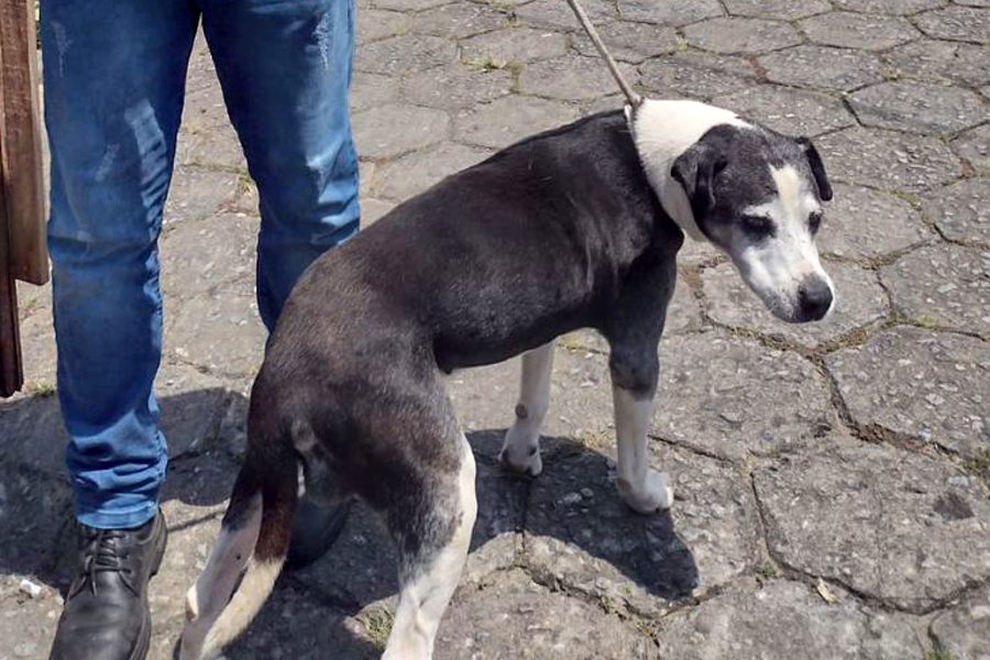 Divulgação/Prefeitura de São Vicente