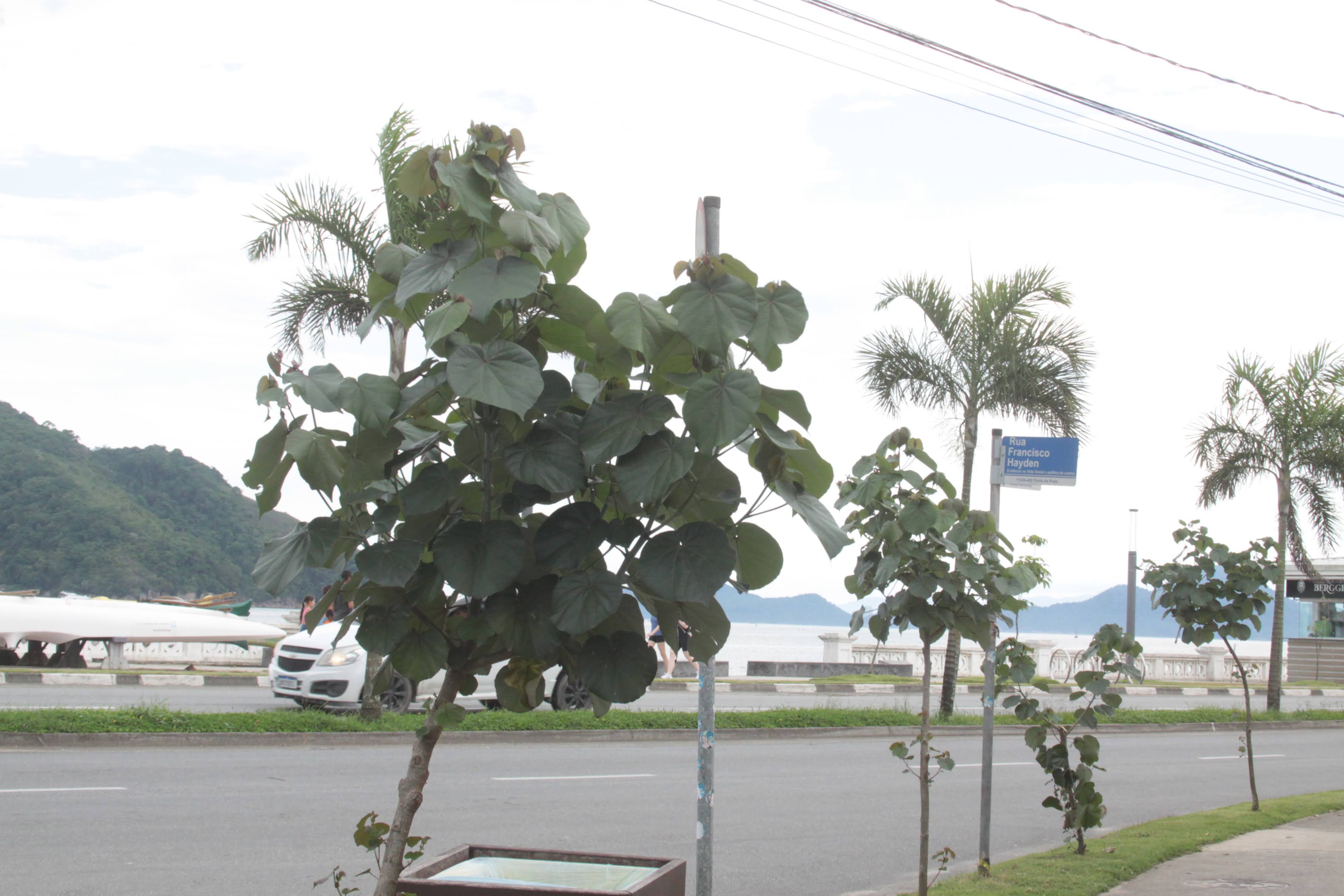 Carlos Nogueira/Divulgação/PMS