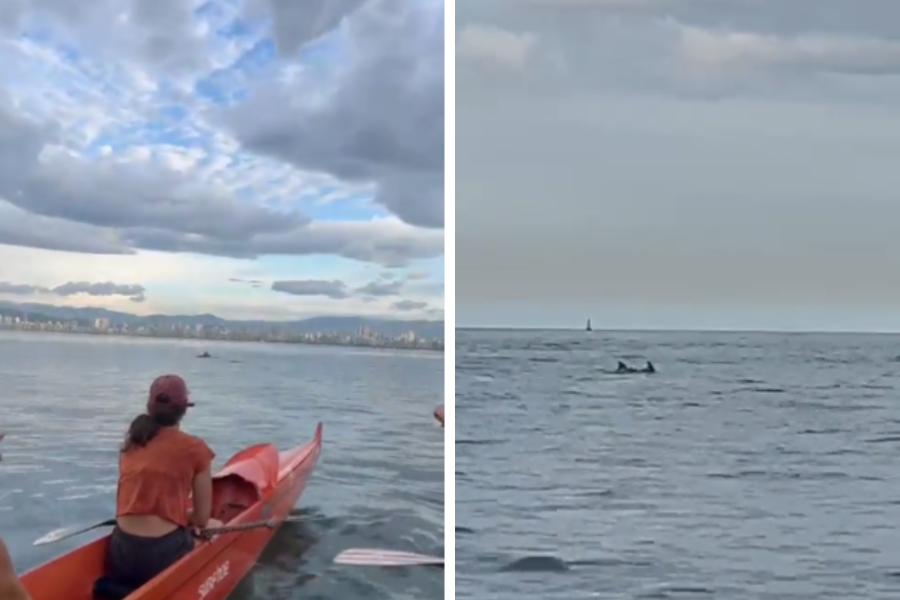 Reprodução/Nathan Biasotto e @ocean.vaa/Prefeitura de Santos