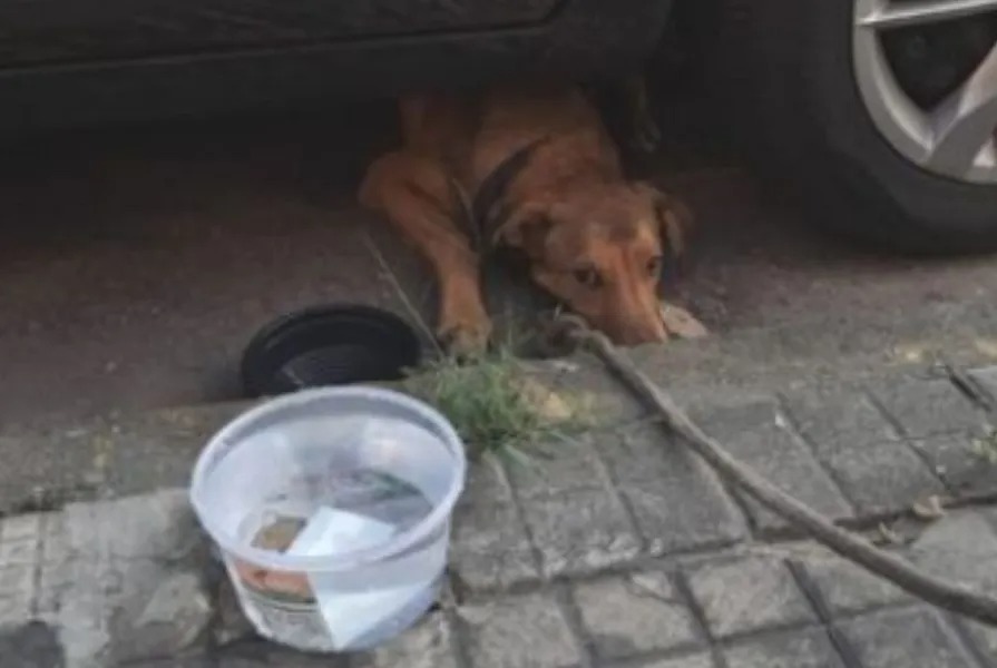 Reprodução/ONG Amigos do Tobias