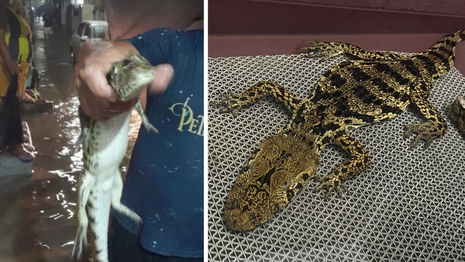 Reprodução/Baixada na Rede/Gremar