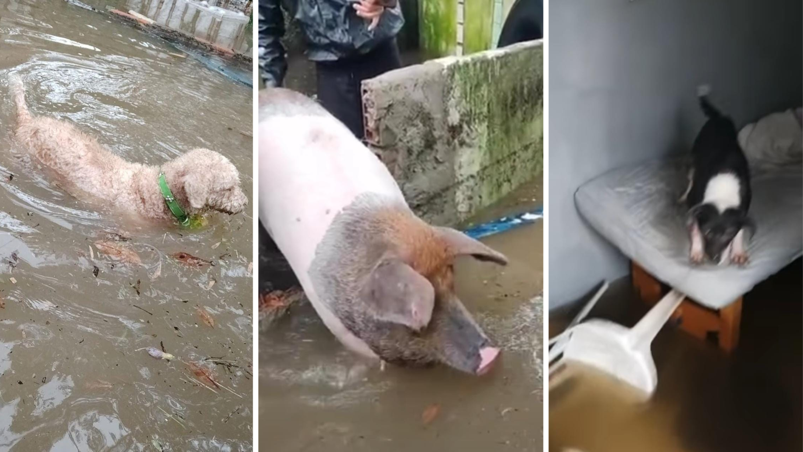 Reprodução/ONG Cãopanhia Baltazar