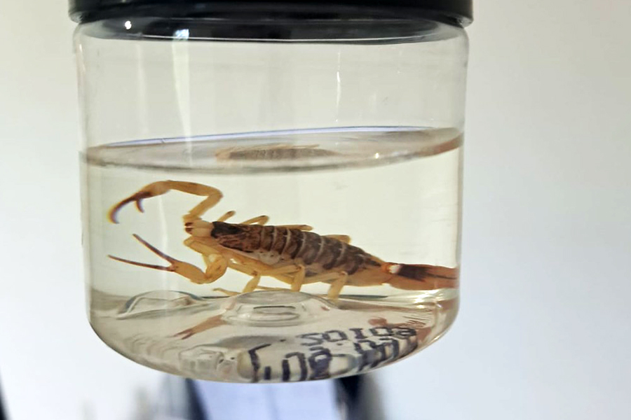 Divulgação/Prefeitura de Guarujá