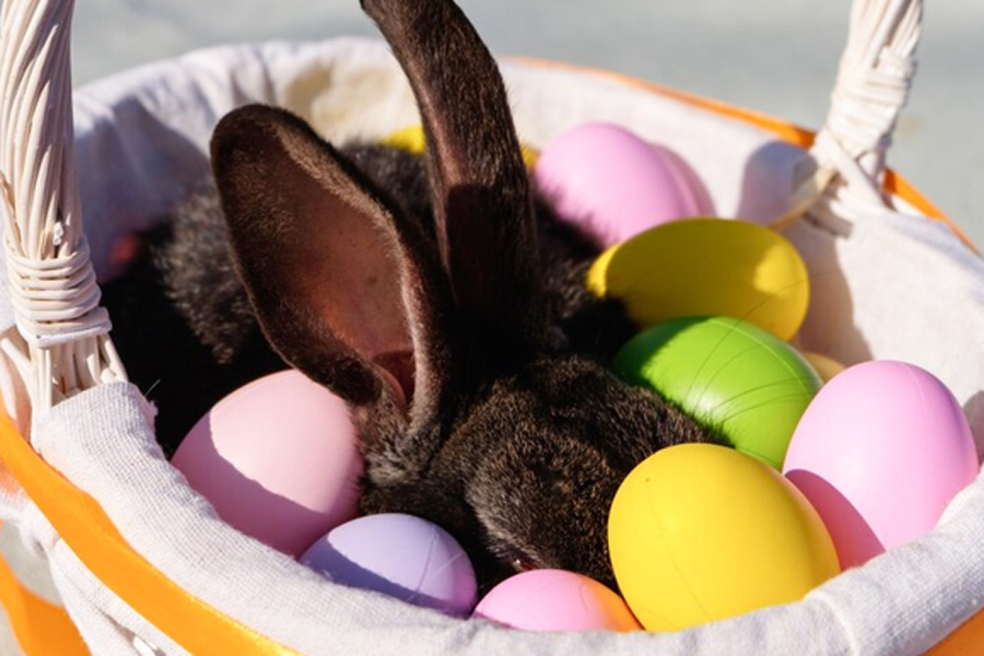 Divulgação/Optima Network