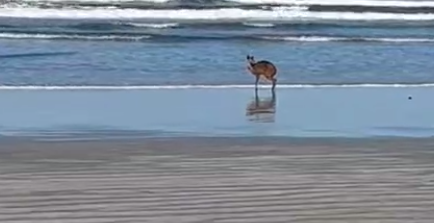 Reprodução/Aconteceu em Bertioga