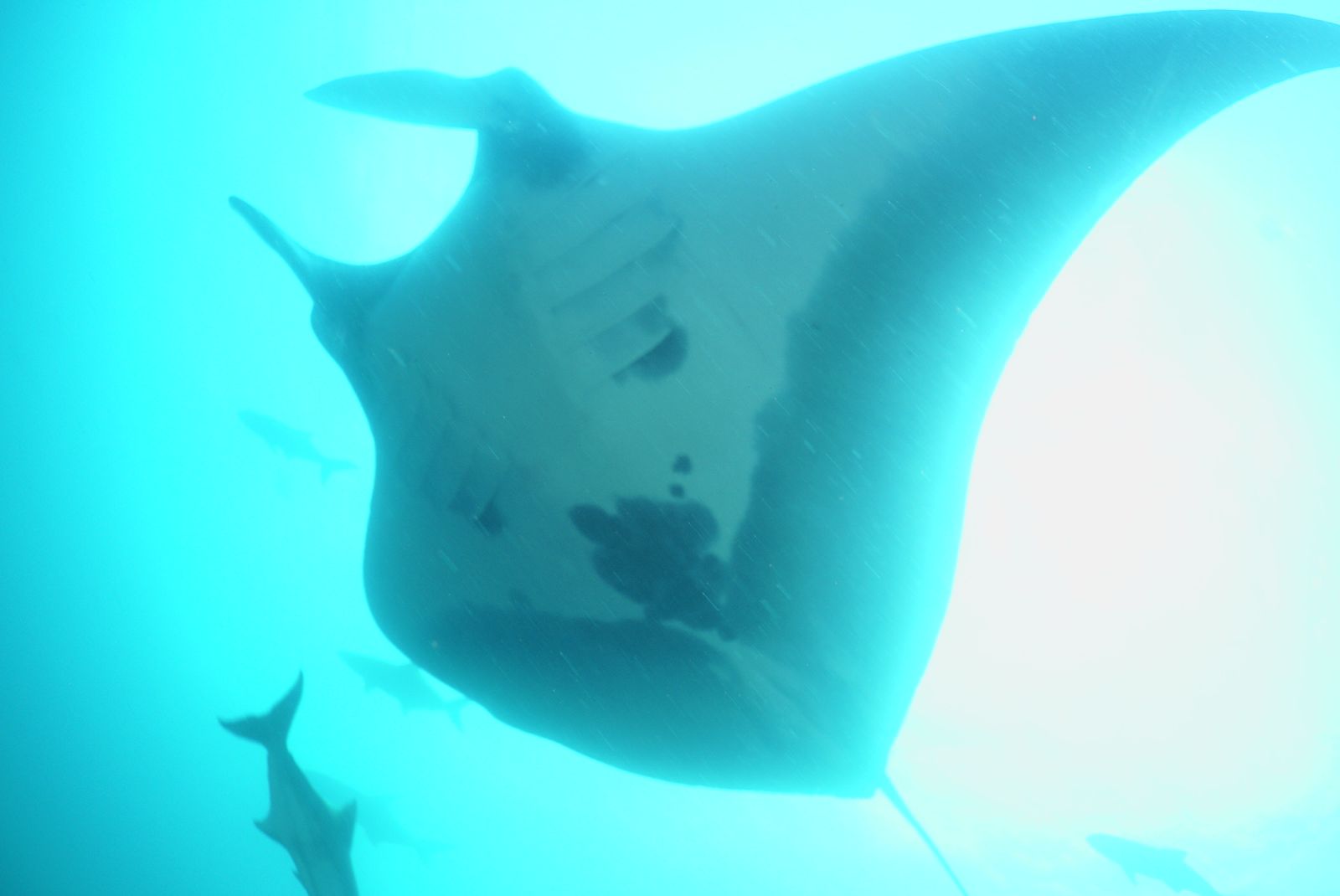 Divulgação/Projeto Mantas do Brasil