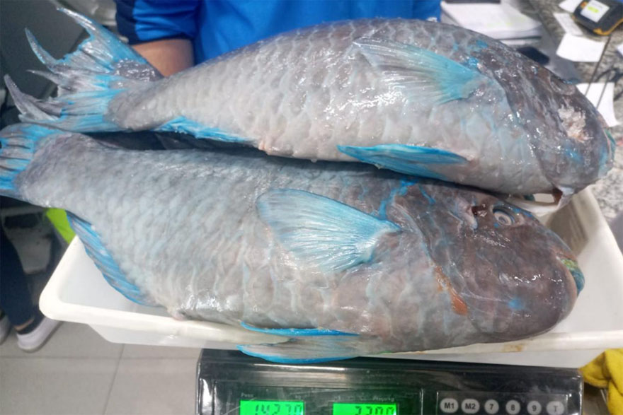 Divulgação/Polícia Militar Ambiental