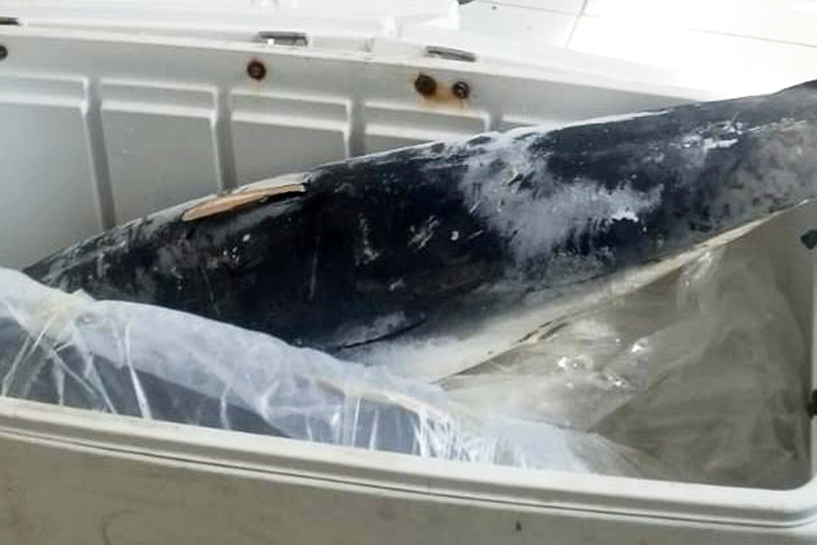 Divulgação/PM Ambiental