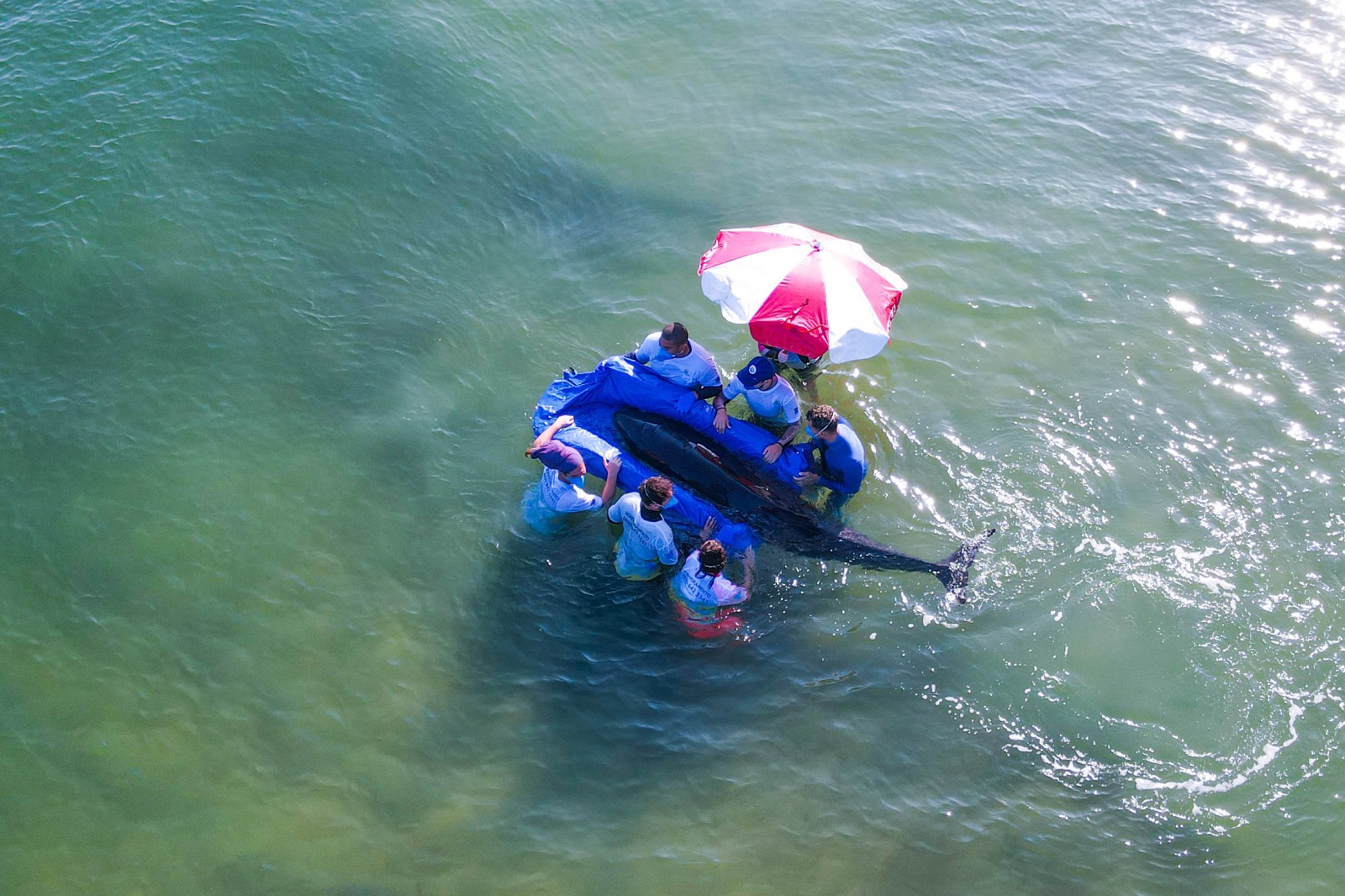 Divulgação/Instituto Gremar