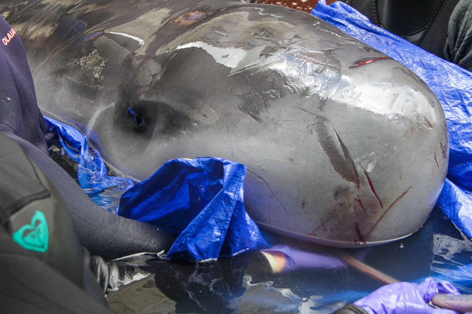 Divulgação/Instituto Gremar