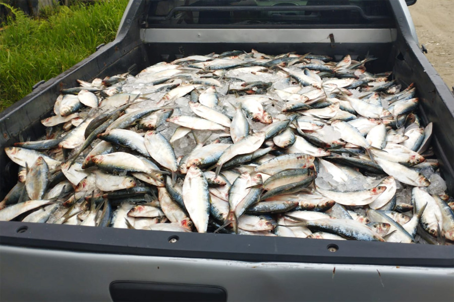 Divulgação/PM Ambiental