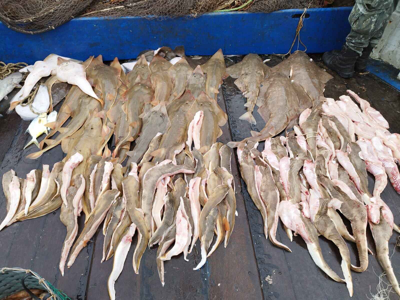 Divulgação/Polícia Militar Ambiental