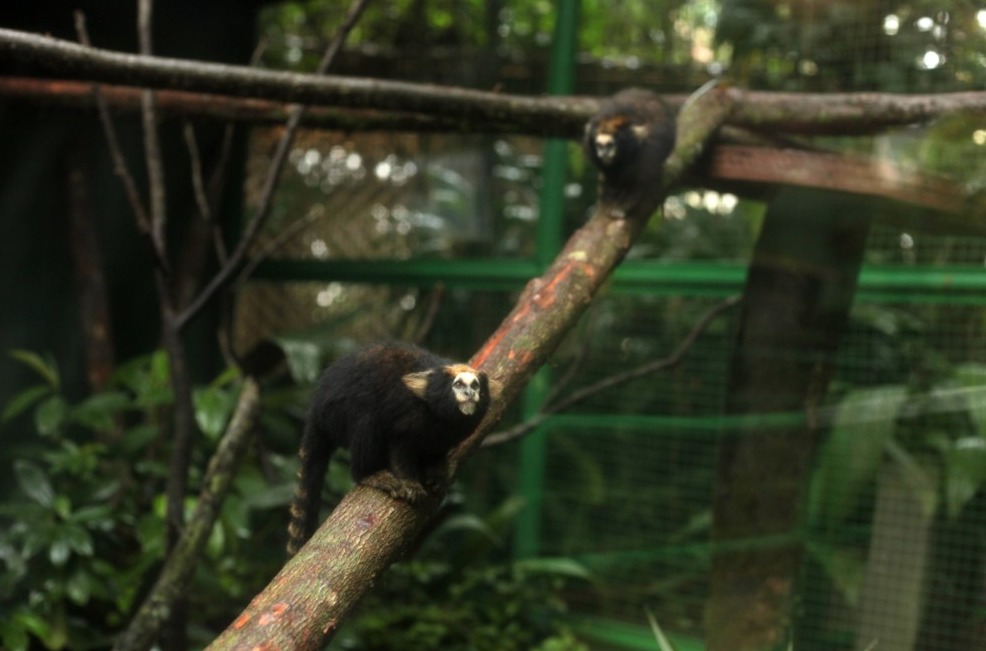 Reprodução/FRANCISCO ARRAIS