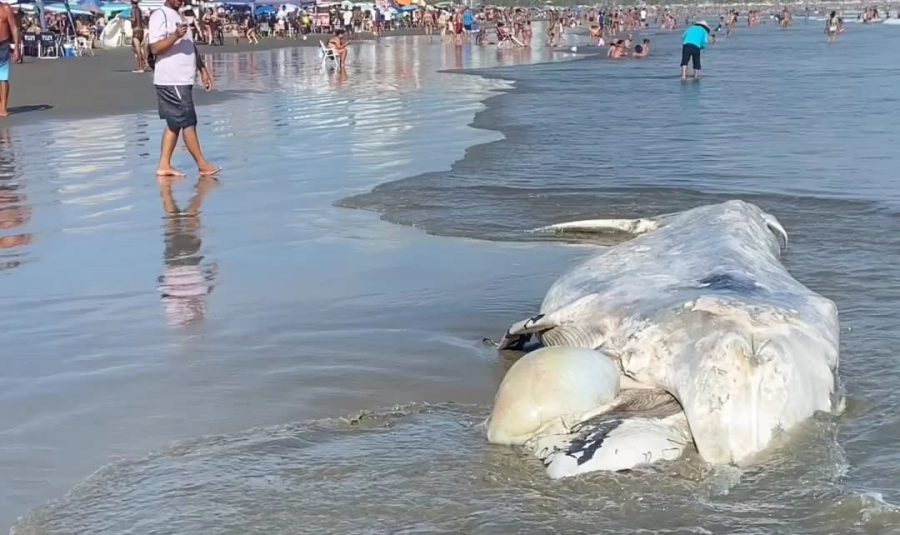 Reprodução/Praia Grande Mil Grau