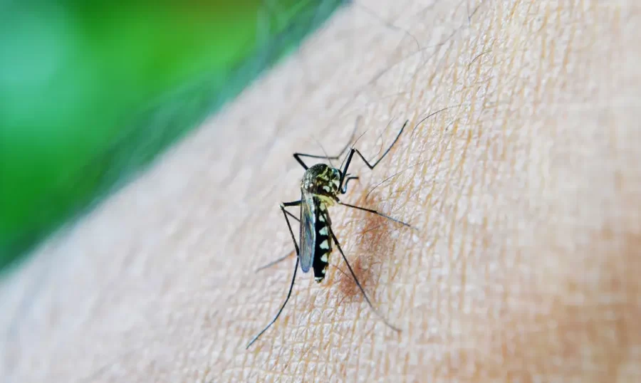 Baixada Santista registra mais duas mortes por dengue e número de óbitos chega a 9